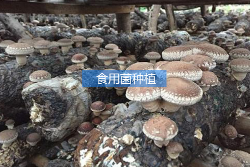 食用菌種植