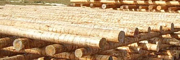 轉(zhuǎn)子式木材剝皮機(jī)原木剝皮機(jī)樹木去皮機(jī)枝干扒效果