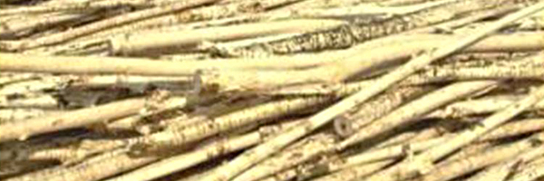 槽式木材剝皮機楊木凈片去皮機造紙木片脫皮機效果